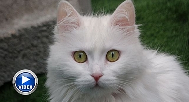 Van kedilerinin ilginç özelliği