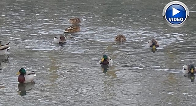 Yaban hayatı şehre indi...