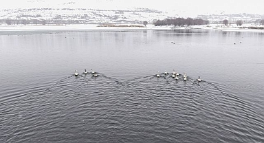 Yazın flamingolar, kışın da ötücü kuğularla şenleniyor.