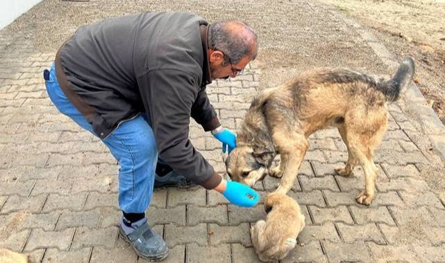 Yemek artıkları sokak hayvanlarına mama oluyor 