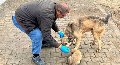 Yemek artıkları sokak hayvanlarına mama oluyor 