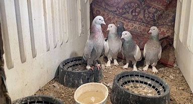 Yıllardır dondurucu soğukta güvercin yetiştiriyorlar  