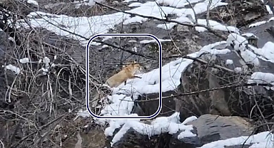 Yiyecek arayan tilki görüntülendi