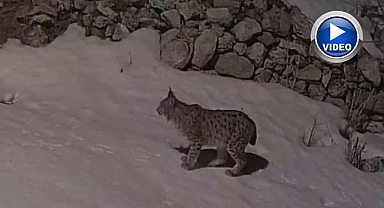 Yiyecek arayan vaşak güvenlik kamerasında