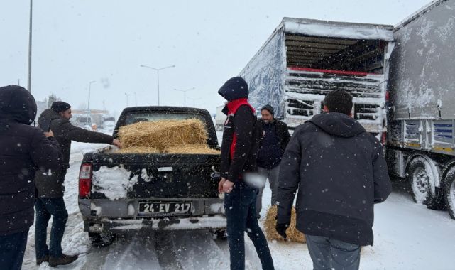 Yolda kalan hayvanlara yem takviyesi