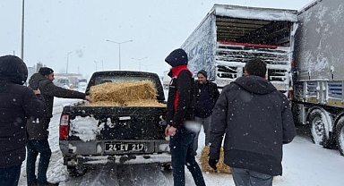 Yolda kalan hayvanlara yem takviyesi