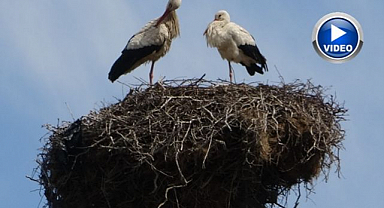 18 yuva leyleklerle yeniden şenlendi