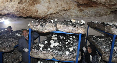 2 bin yıllık mağarada mantar üretimi