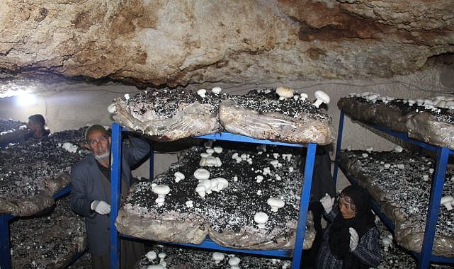 2 bin yıllık mağarada mantar üretimi