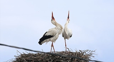 44 yıldır aynı yuvaya konuyor