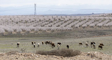 50 bin büyükbaş hayvan yetiştirilecek