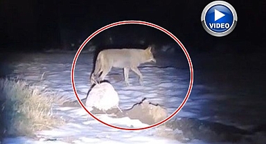 Aç kalan kurtlar köye indi   