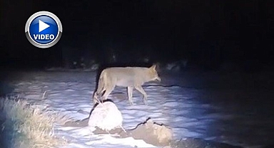 Aç kalan kurtlar köye indi