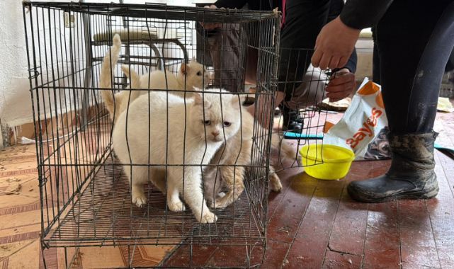 Açlığa terk edilen 12 hayvan kurtarıldı