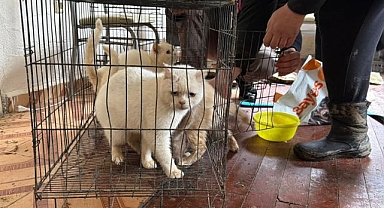 Açlığa terk edilen 12 hayvan kurtarıldı