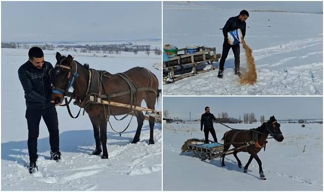 Atlı kızakla dağa çıkıp yaban hayvanlarını besledi