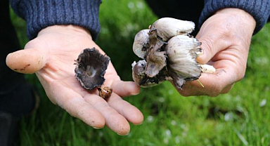 Bahar mantarları tehlike saçıyor