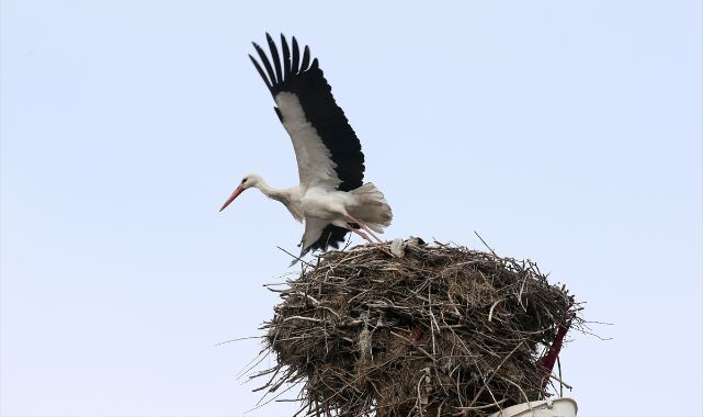 Baharın habercileri yuvalarına dönmeye başladı