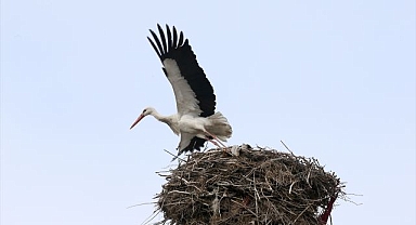 Baharın habercileri yuvalarına dönmeye başladı