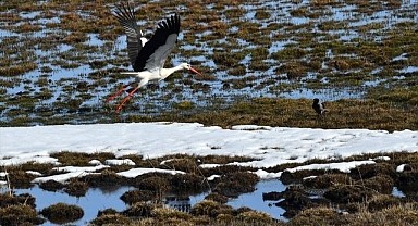 Baharın müjdecileri kendilerini gösterdi