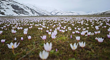 Baharın müjdecisi çiğdemler açtı