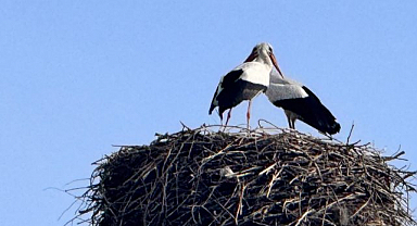 Baharın müjdecisi leylekler yuvalarına döndü