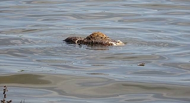 Baraj ve çevresindeki hayvan leşleri pes dedirtti!