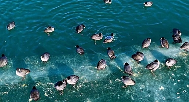 Buz üstünde ördeklerden görsel şölen