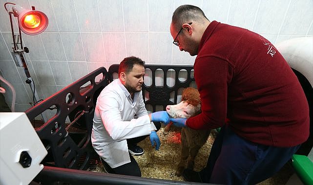 Buzağı ölümlerine karşı ozon projesi