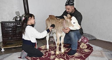 Buzağıya çorap giydirip biberonla beslediler