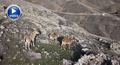 Dağ keçileri kameralara yakalandı