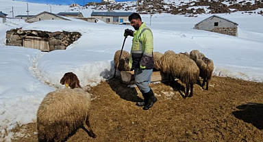 Dağın eteğinde zorlu hayvancılık 