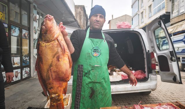 Dev sazan balıklarına yoğun ilgi