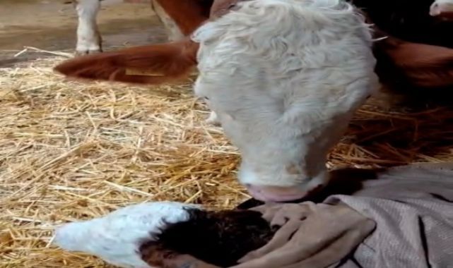 Doğan buzağıyı görünce türküler söyledi