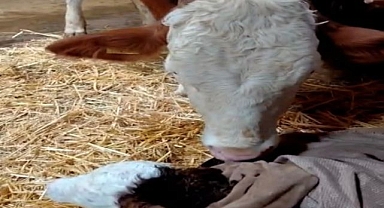 Doğan buzağıyı görünce türküler söyledi