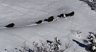 Domuz sürüsü görüntülendi