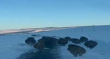 Domuz sürüsü görüntülendi