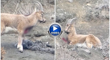 Erzurum'da kaçak avcılar yaban keçisini yaraladı   