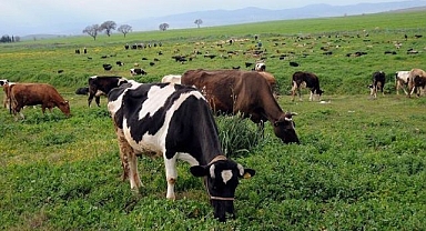 Erzurum’da mera kiralama süreci başladı: Başvurular için geri sayım