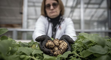 Erzurum’da yerli patates atağı