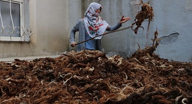 Erzurumlular yün sevdasında haklı çıktı