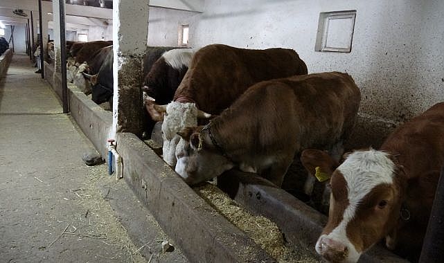 Et üretiminde ilk 5’te yer alan şehir dikkat çekiyor