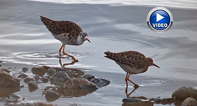 Flamingolar havzaya geri döndü