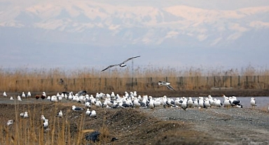 Göçmen kuşların yolculuğu başladı 