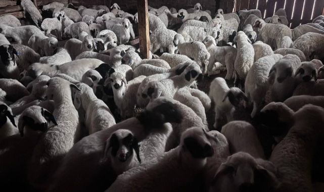 Hayvancılık destek başvuruları başlıyor