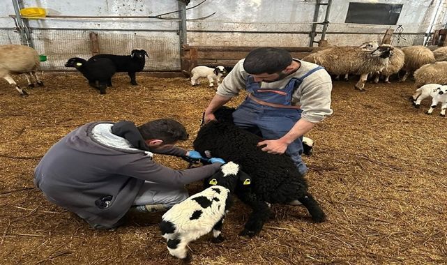 Hayvancılıkta saha çalışmaları hız kesmiyor