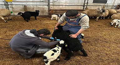 Hayvancılıkta saha çalışmaları hız kesmiyor