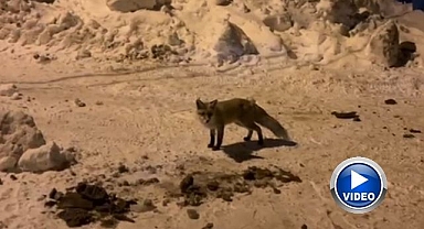 Her gün evinin önüne gelen tilkiyi besliyor