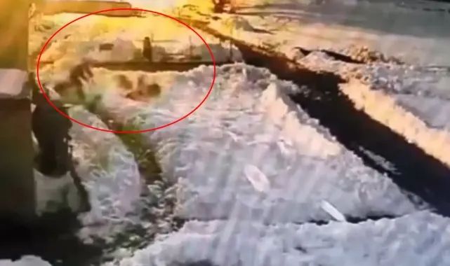 Hiç düşünmeden kurt sürüsünün içine daldı