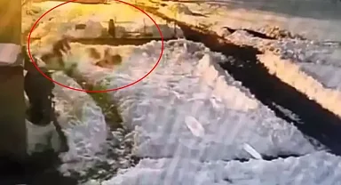 Hiç düşünmeden kurt sürüsünün içine daldı